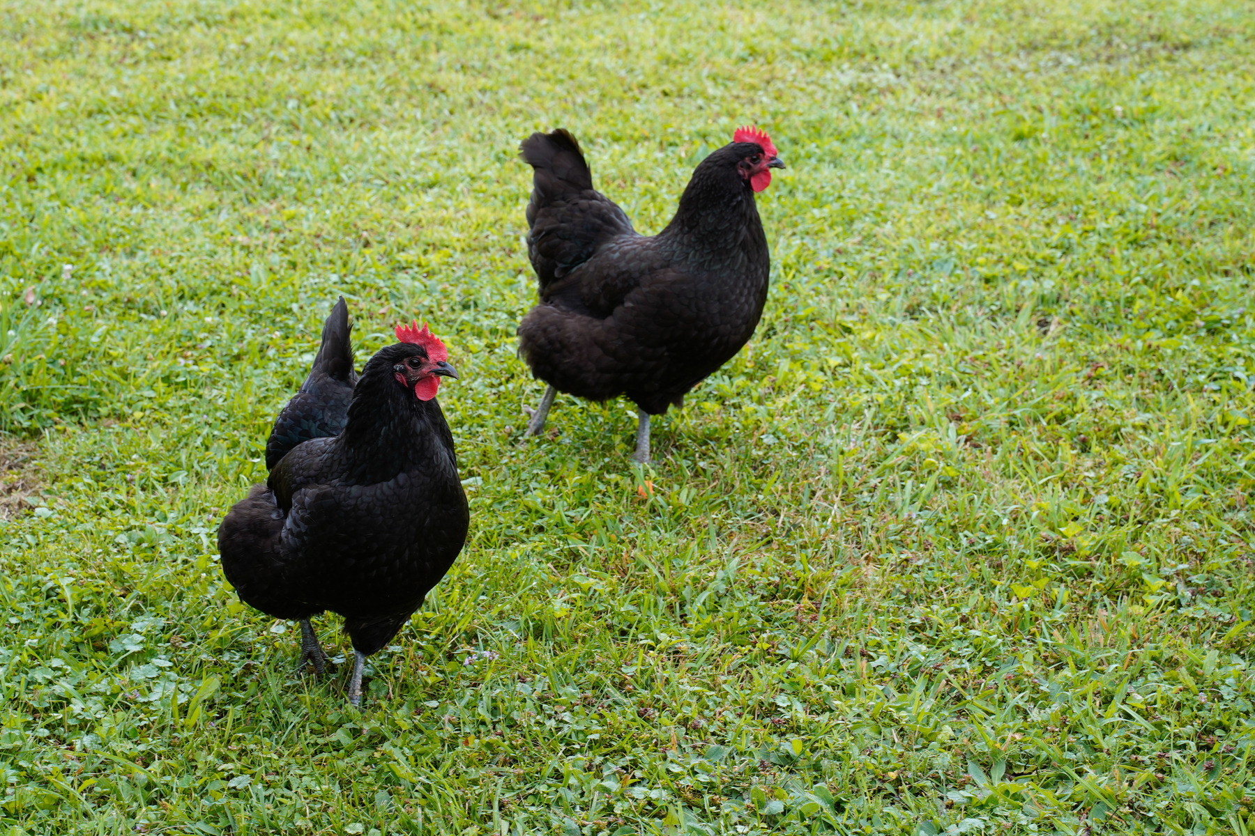 How Long do Chickens Lay Eggs?
